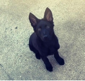 Ranger