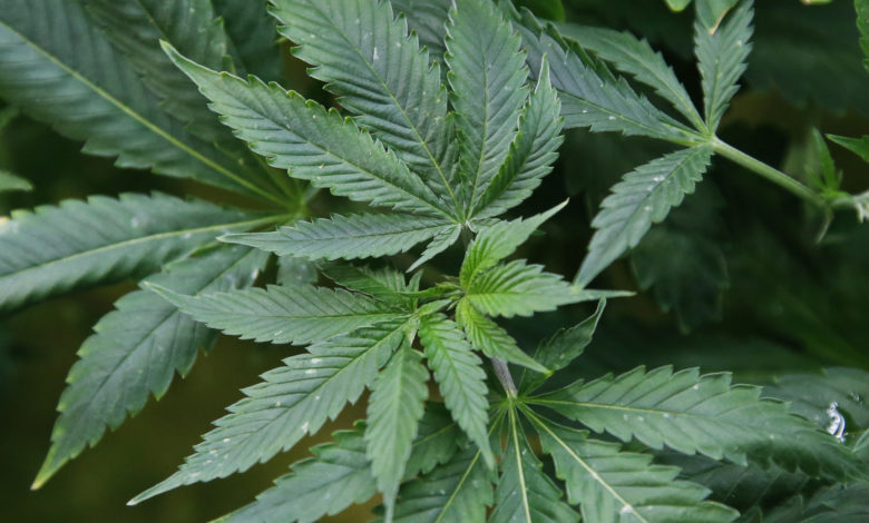Marijuana petitions oklahoma