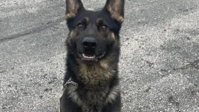 Photo of Parsons, Kansas K9 unit make drug arrest during traffic stop