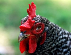 HPAI confirmed in Missouri poultry flock