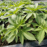 Recreational marijuana missouri