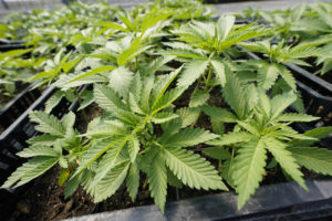 Missouri Prosecuting Attorneys Oppose Legalizing Recreational Marijuana