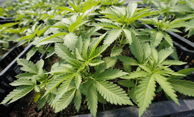 Recreational marijuana missouri