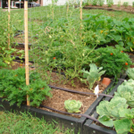 Gardening