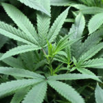 Cannabis marijuana