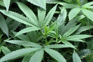 Oklahoma AG’s Organized Crime Task Force seizes 77,000+ illegal pot plants