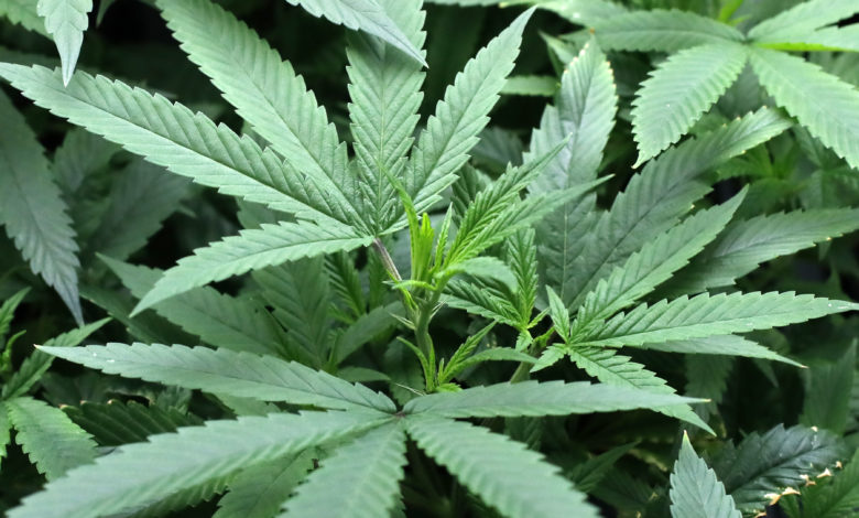 Cannabis marijuana