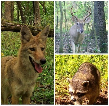 Pitt animal collage
