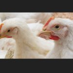 Avian flu