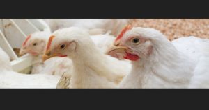 Avian flu confirmed in mid Missouri turkey flock