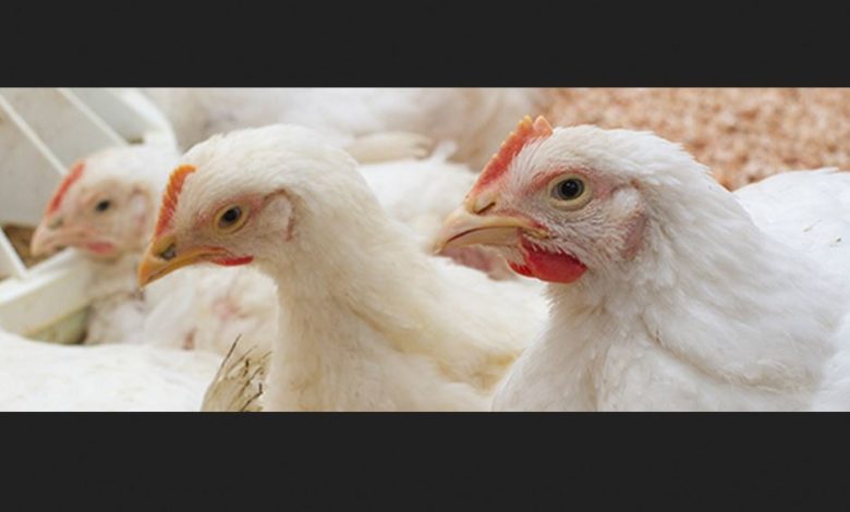 Avian flu