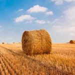 Hay