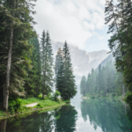 Trees