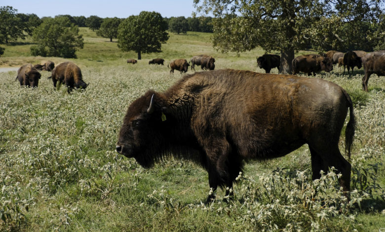 Bison herd restoration native spirituality