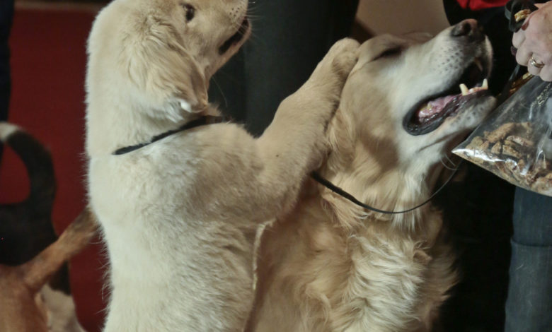 Dog breeds puppy pet animal