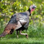 Turkey