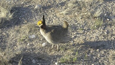 Photo of Oklahoma joins lawsuit against the Biden Administration’s Fish and Wildlife Service