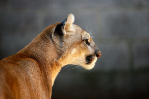 Mountain lion confirmed in southern Missouri, kills elk