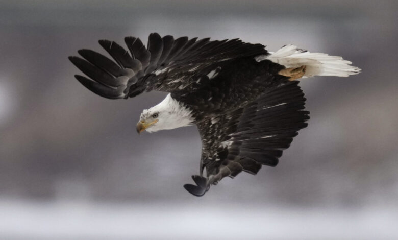 Eagle deaths arkansas