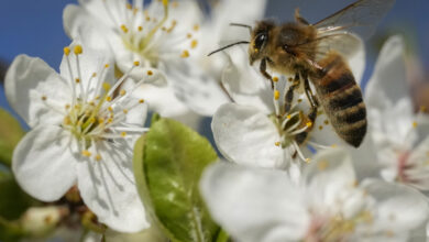 Photo of Missouri State Beekeepers Association promotes “Bee Friendly” license plate