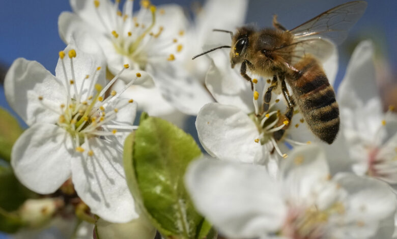 Bee flower bugs pollen pollination