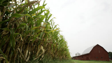 Photo of Kansas Corporation Commission approves construction of Grain Belt Line