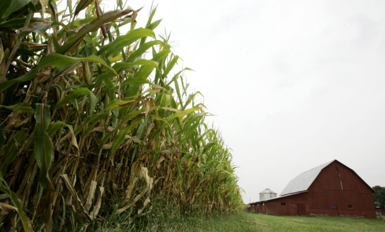 Food grain farm agriculture ag farmers field