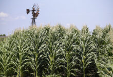 Farm bill listening session to make its way to Missouri State Fair