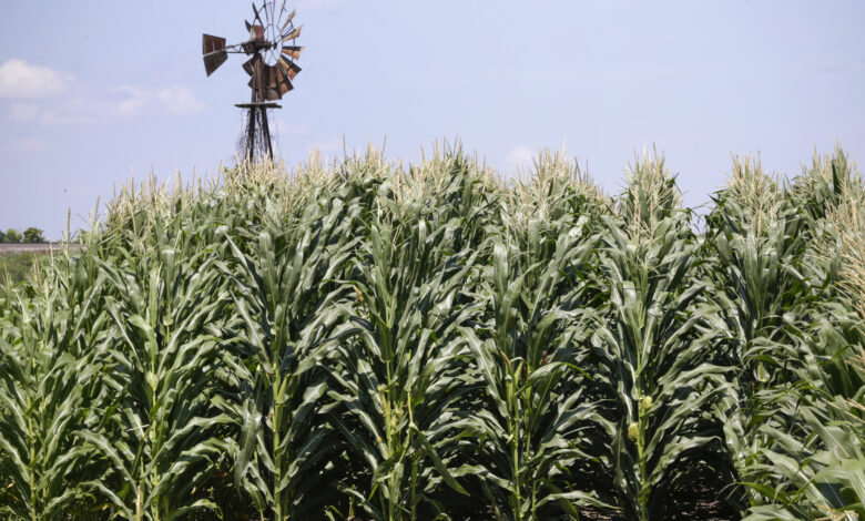 Farm corn missouri kansas oklahoma food production agriculture