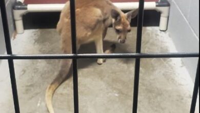 Photo of Loose Kangaroo found near Kansas City