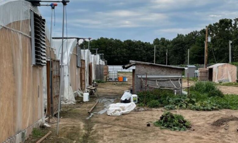 Illegal pot farm