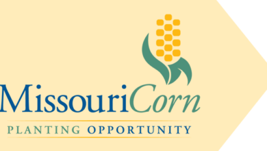 Photo of Missouri Corn Scholarship deadline quickly approaching: Due Feb. 14