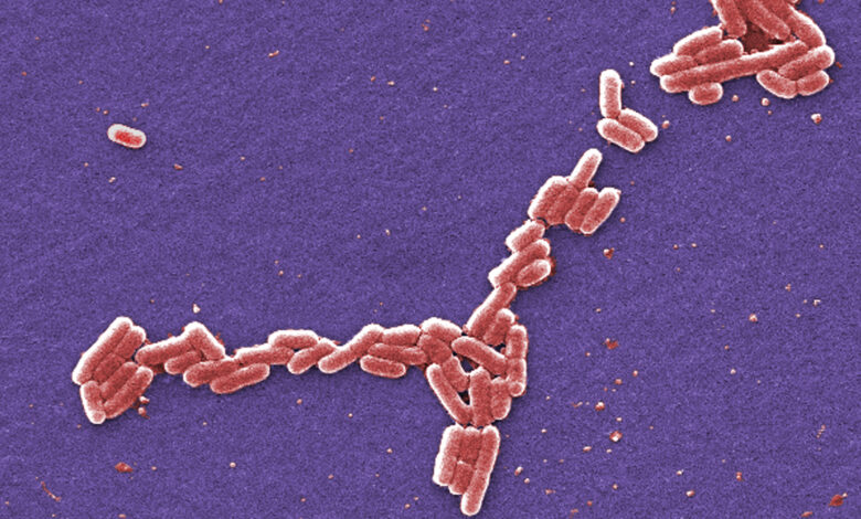 Food poisoning arkansas