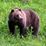 Wyoming grizzlies cattle