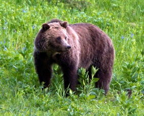 Wyoming grizzlies cattle