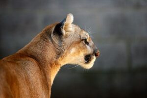 MDC confirms adult elk was killed by mountain lion in Missouri