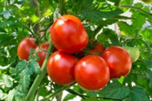 Organic Certification funding available