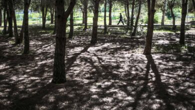 Photo of Joplin receives grant to improve community forests