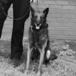 K9 karim