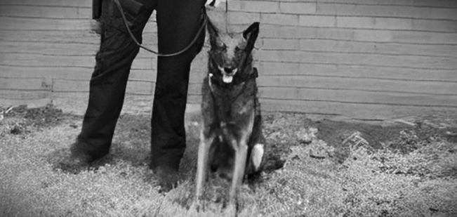 K9 karim
