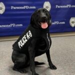 K9 Morgan