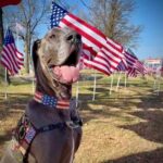 Maverickherodogs