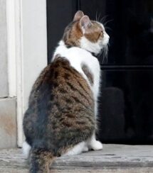 Britain Politics