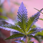 Marijuana Daily Use