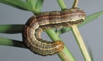 Photo of MDA declares crisis exemption for iInsecticide use