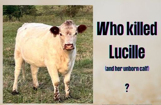 Lucille