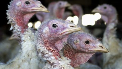 Photo of Highly pathogenic avian flu hitting southwest Missouri hard