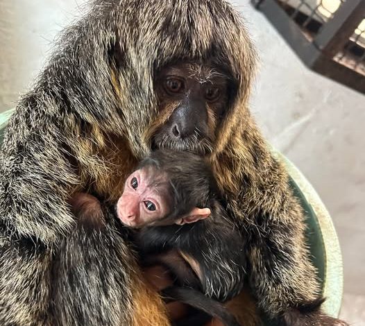 Monkey