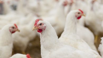 Photo of Avian Flu suspensions lifted for poultry and waterfowl auctions, shows and swap meets