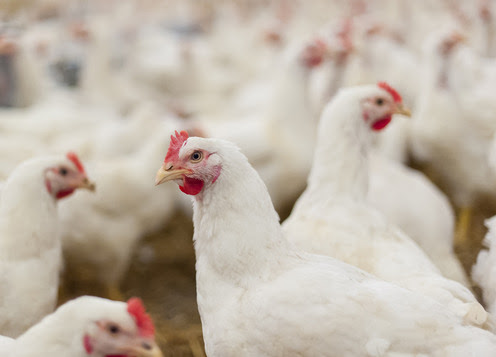 Hens, Hens In The Farm, Hens In The Henhouse, Rooster, Cook